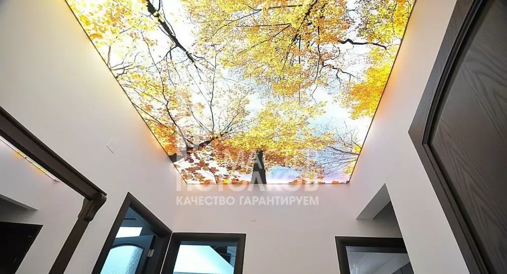 фотопечать на потолке осенний лес