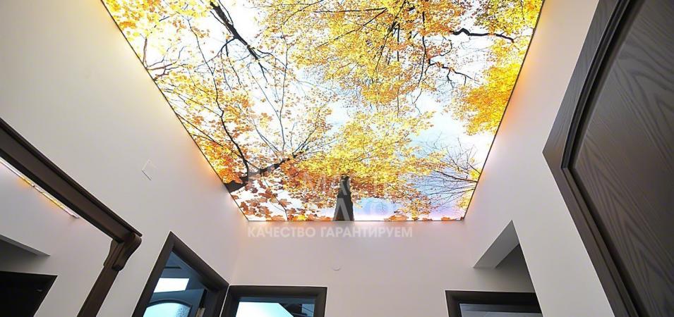 фотопечать на потолке осенний лес